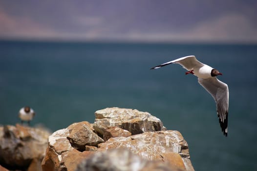 Still view of a flying seagull passing by the island