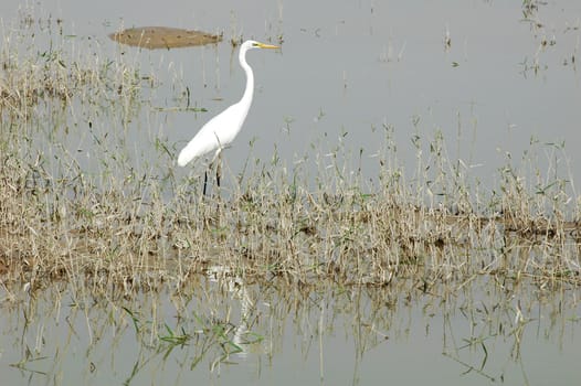 Scenery of a white heron bird at a lake