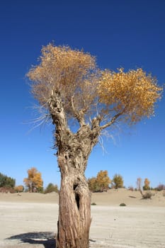 Landscape of a tree with golden leaves in autumn