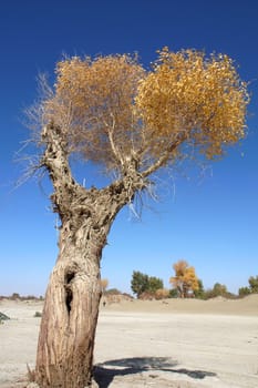 Landscape of a tree with golden leaves in autumn
