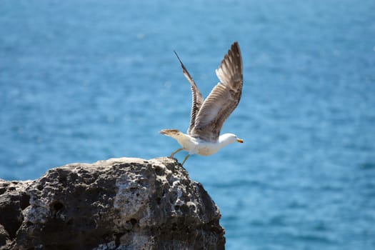 Seagull about to fly off the cliff