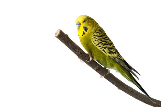 A green tame green budgie sitting on a branch