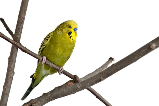 A green tame green budgie sitting on a branch