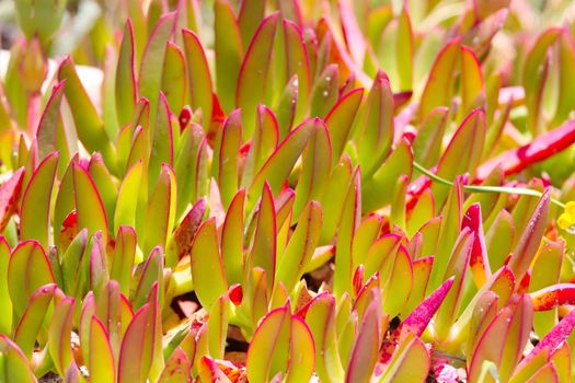  Close-up of fresh green plants