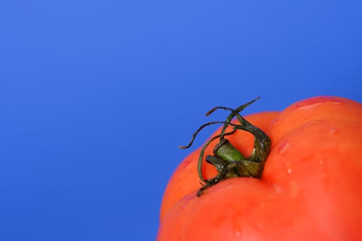 Close up tomato with blue background