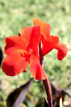 Red flower