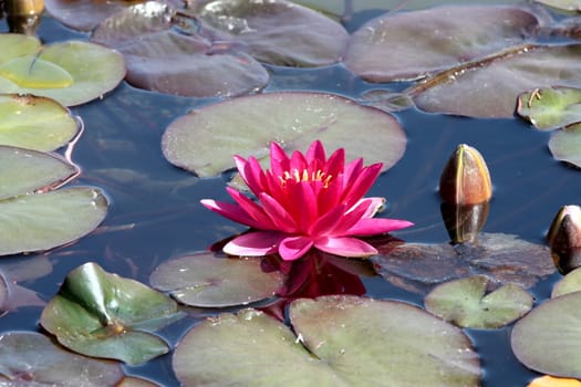 Lotus flower