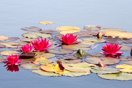 Beautiful water lily