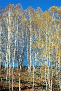 Landscape of golden forest in the autumn