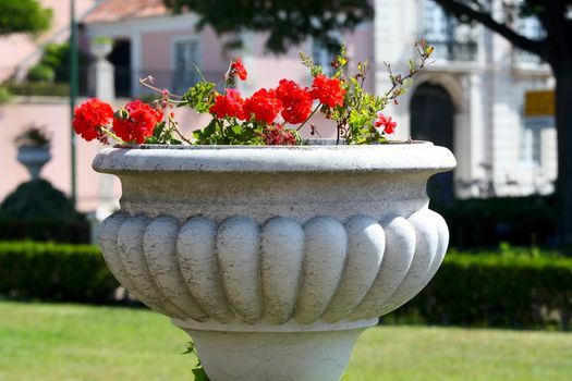 beautiful red flowers in  pot