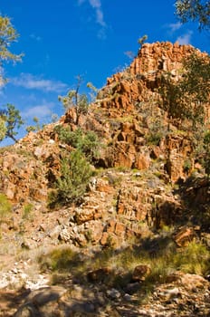 tropical vegetation in the northern territory, australia