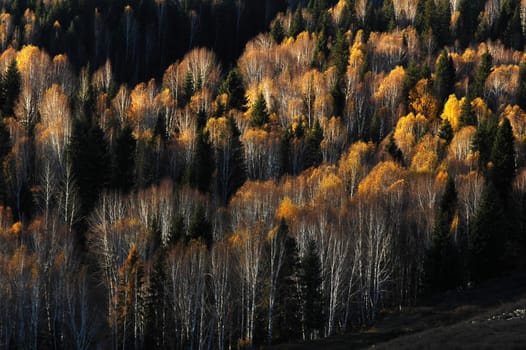 Landscape of golden forest in the autumn