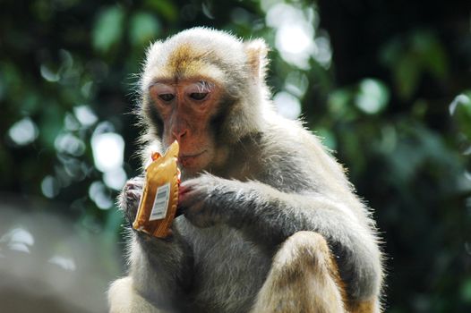 Portrait of a monkey eating chocolate in a park