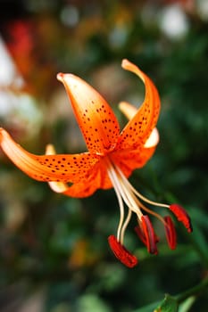 Closeup view of a blooming wild lily flower