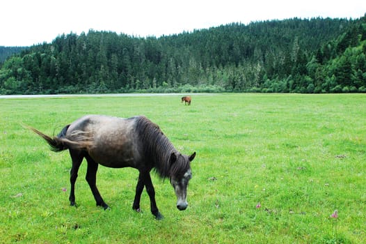 Landscape of a horse on the green meadow