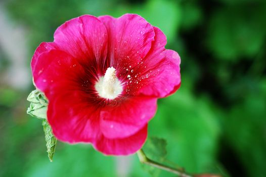 Closeup view of a blooming hibiscus flower