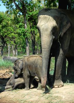 Closeup view of Asian elephant in Nepal