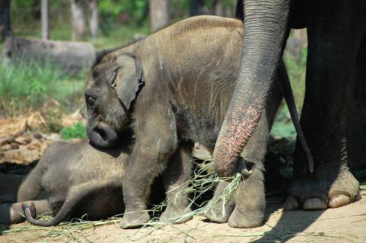 Closeup view of Asian elephant in Nepal