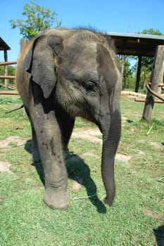 Closeup view of Asian elephant in Nepal