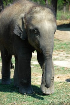 Closeup view of Asian elephant in Nepal