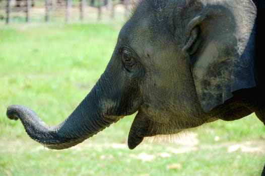 Closeup view of Asian elephant in Nepal