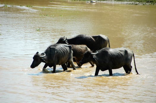 View of buffalo crossing the river in Nepal