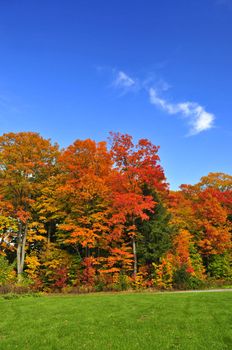 Group of colorful trees in autumn park