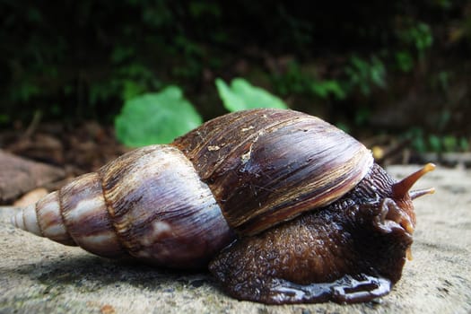 Closeup view of a field snail with shell
