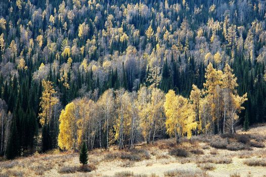 Landscape of green and yellow forest in autumn
