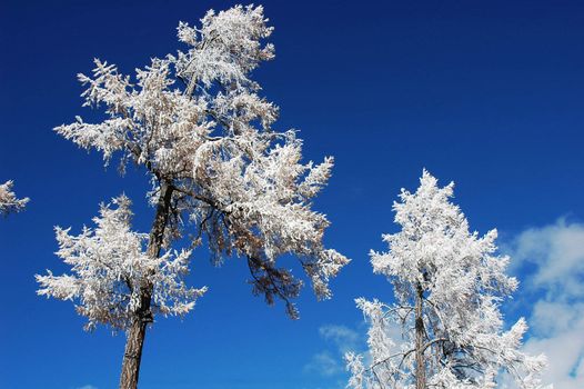 Scenery of white rime with blue sky as background in winter