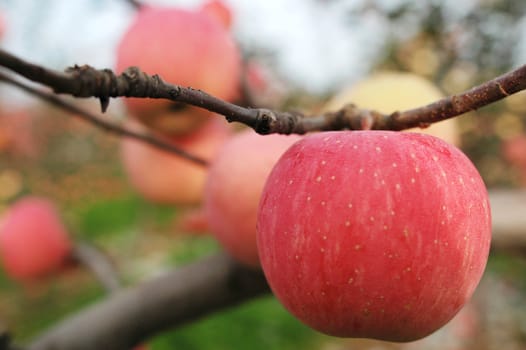 Closeup view of red apples hanging in the branches  