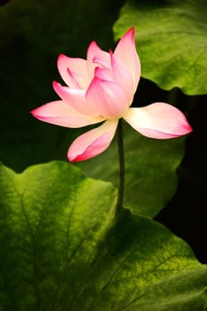 Closeup view of blooming pink lotus flower