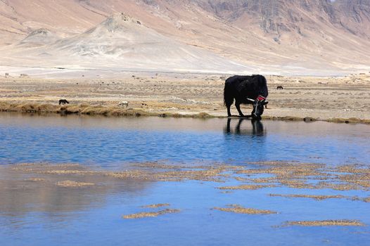 Landscape of a black yak at blue lakeside in Tibet
