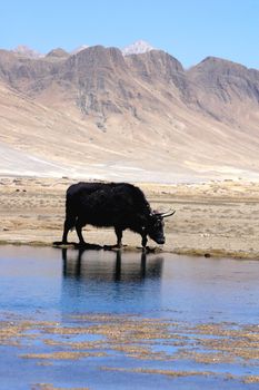 Landscape of a black yak at blue lakeside in Tibet
