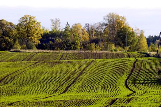 Winter crop field with fresh green seedling lines in autumn