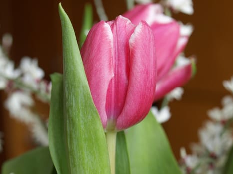 Red tulip flower over a blurred backround
