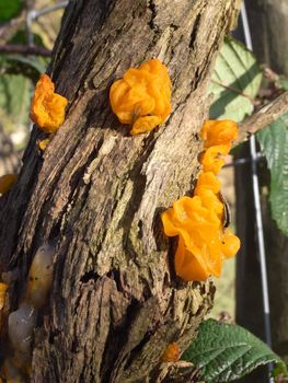 Yellow brain fungus, Tremella mesenterica, growing on the bark of a gorse branch, Ulex europaeus.