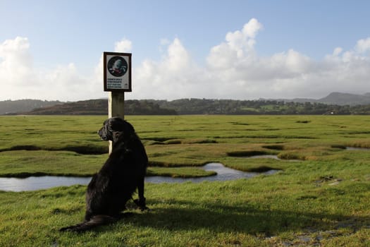 Black dog, flatcoat retriever, sat by a sign on farmland, warning to keep dogs on a lead.