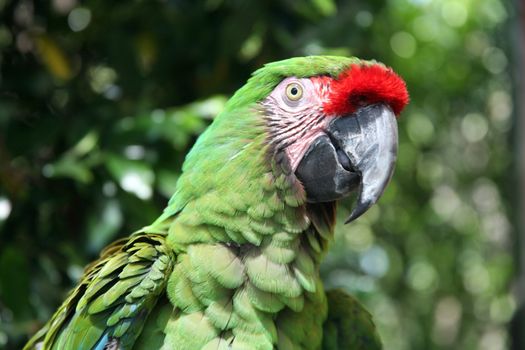 Closeup of military macaw