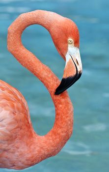 Fresh image of a pink flamingo.