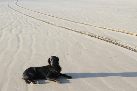 Dog, flatcoat retriever, lays on sand with textures and tire tracks.