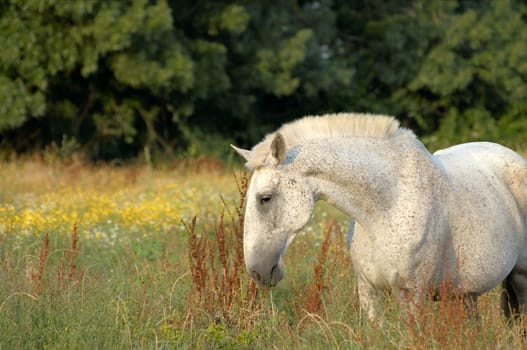 white horse feeding at pasture with flowers