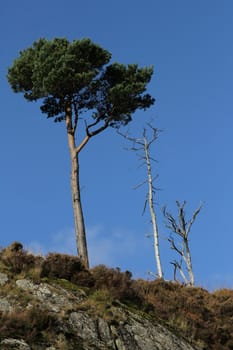 Scots pine tree with needles next to dead trees on a mound of rock and heather against a blue sky.