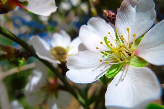 Wild flowers growing at Saharan oasis