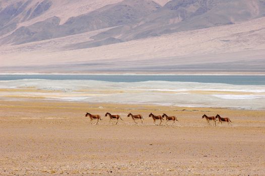Wild donkeys running in the highlands of Tibet