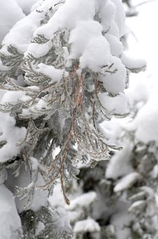 close-up of a cedar tree branch covered with snow and ice