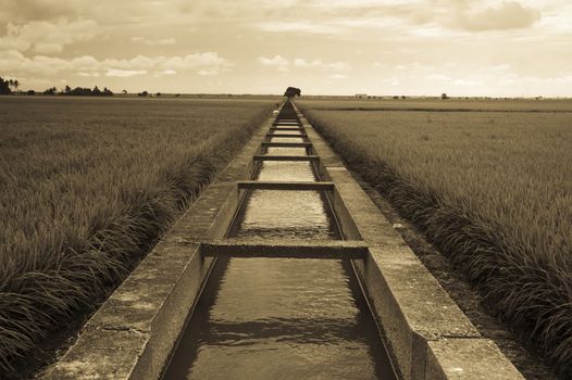 endless paddy field