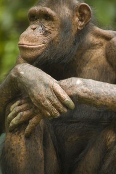 portrait of an old chimpanzee