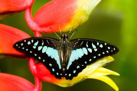 butterfly with natural background