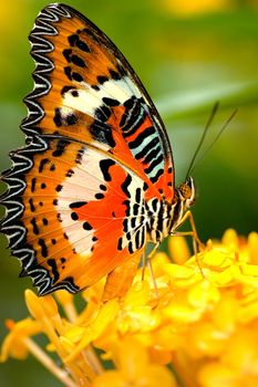 butterfly with natural background